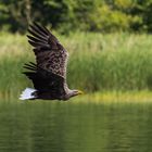 "Seeadler im Flug 2020"