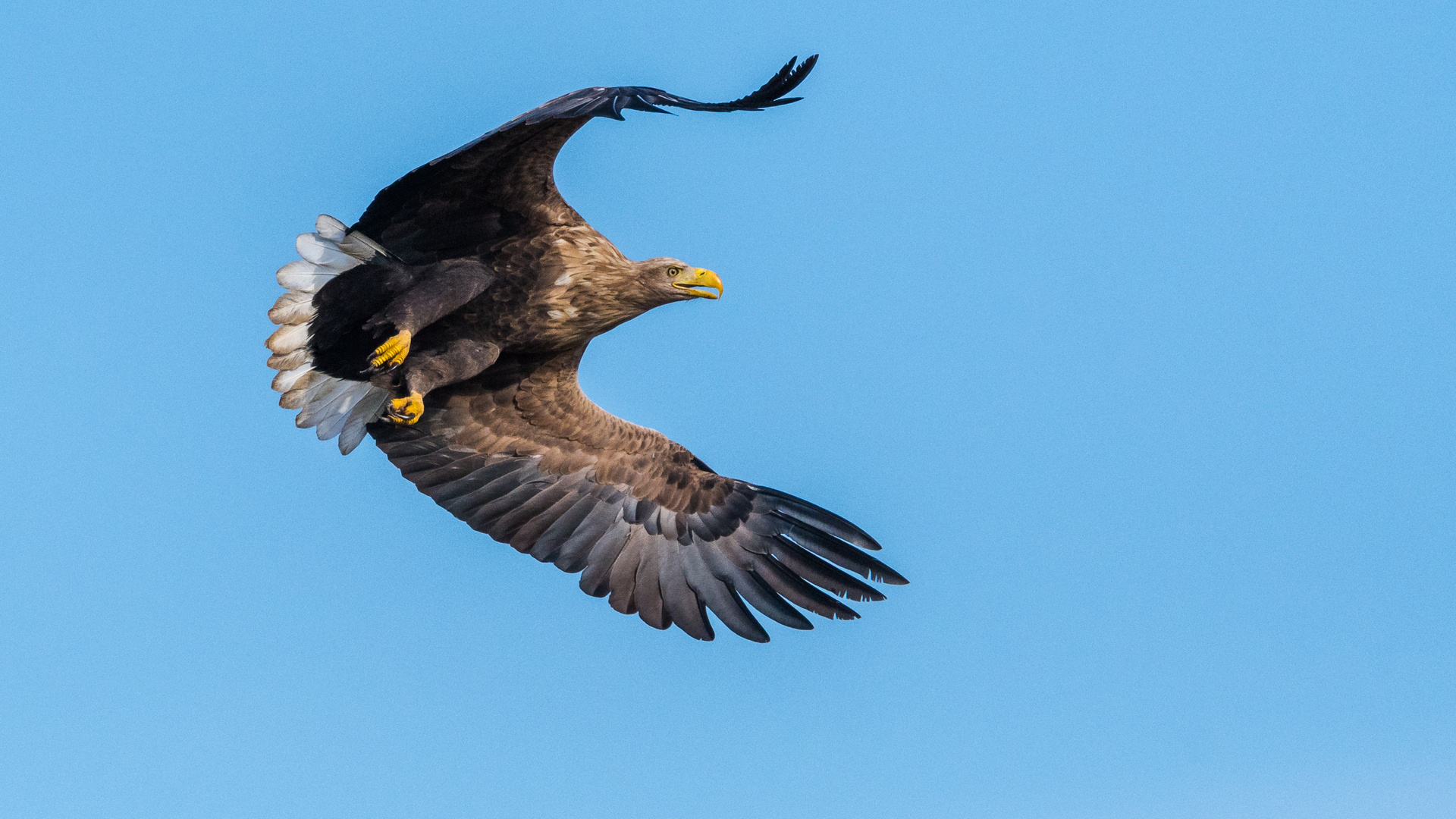 "Seeadler im Flug 2022"