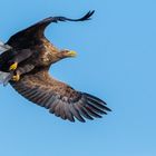 "Seeadler im Flug 2022"
