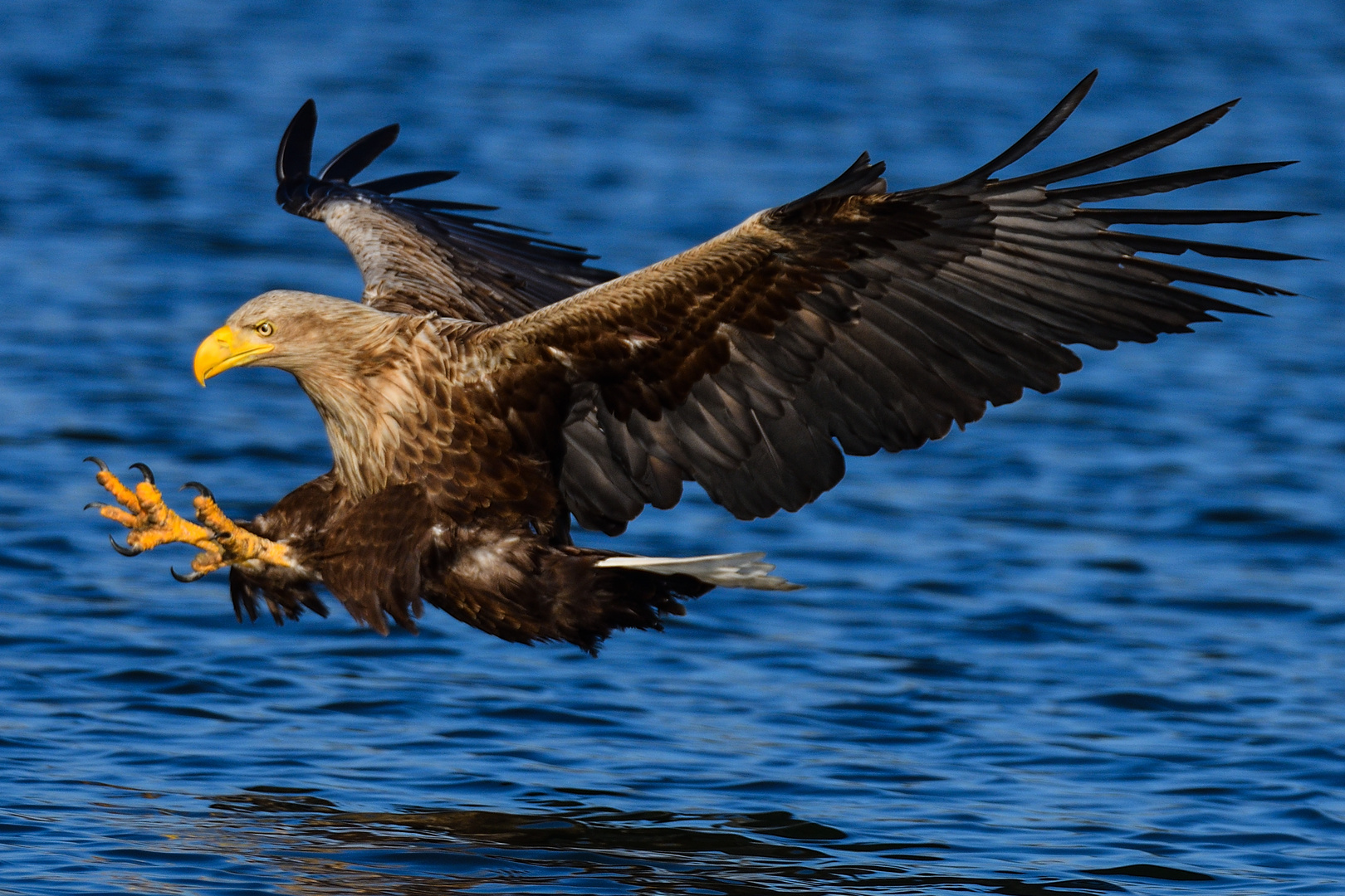 Seeadler im Flug