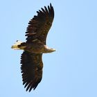 Seeadler im Flug