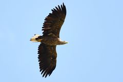 Seeadler im Flug