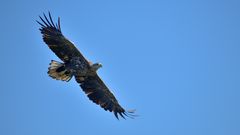 Seeadler im Flug