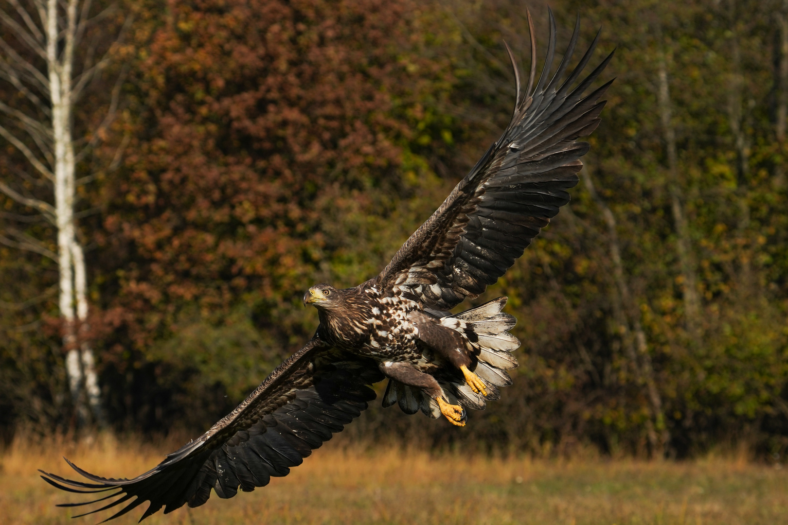 Seeadler im Flug