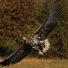 Seeadler im Flug