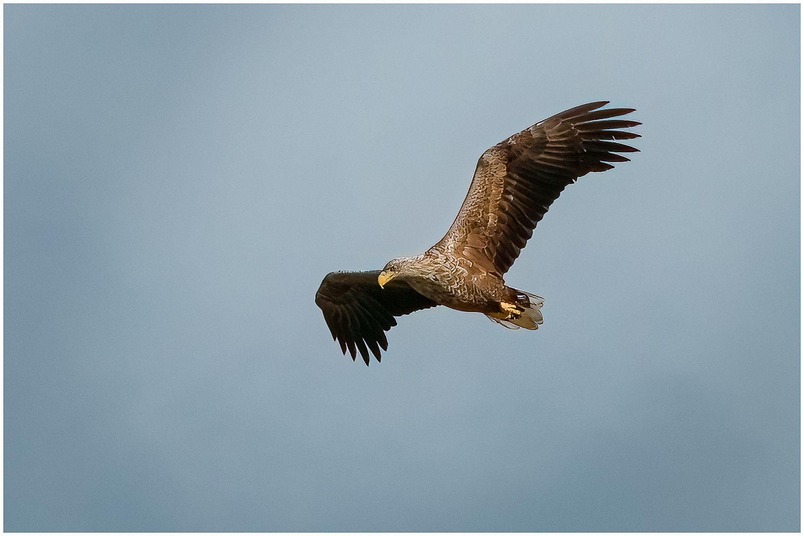 Seeadler im Flug