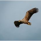 Seeadler im Flug