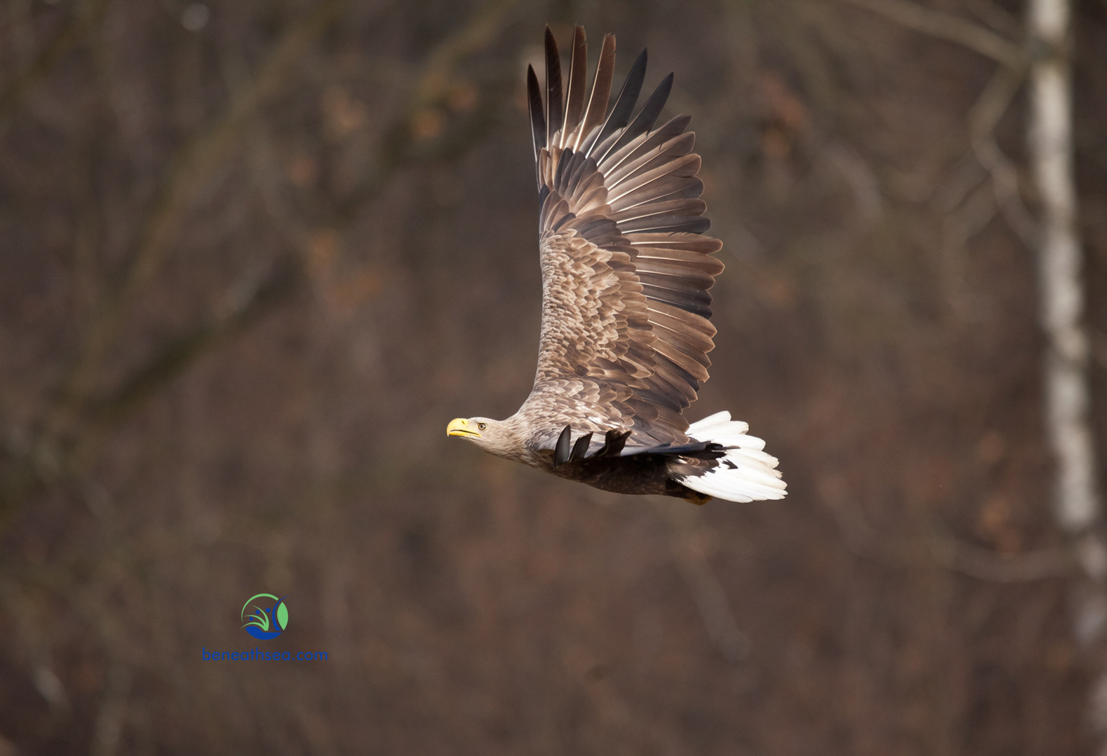 Seeadler im Flug