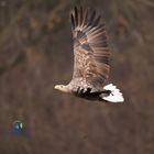 Seeadler im Flug