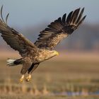 Seeadler im Flug