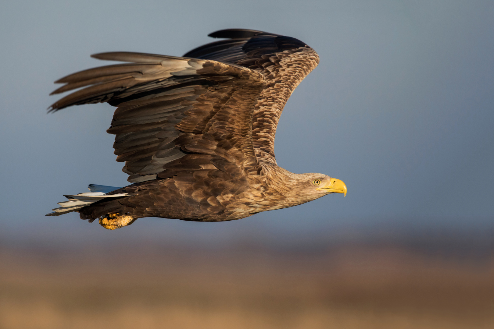 Seeadler im Flug