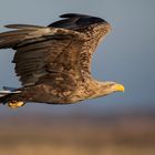 Seeadler im Flug