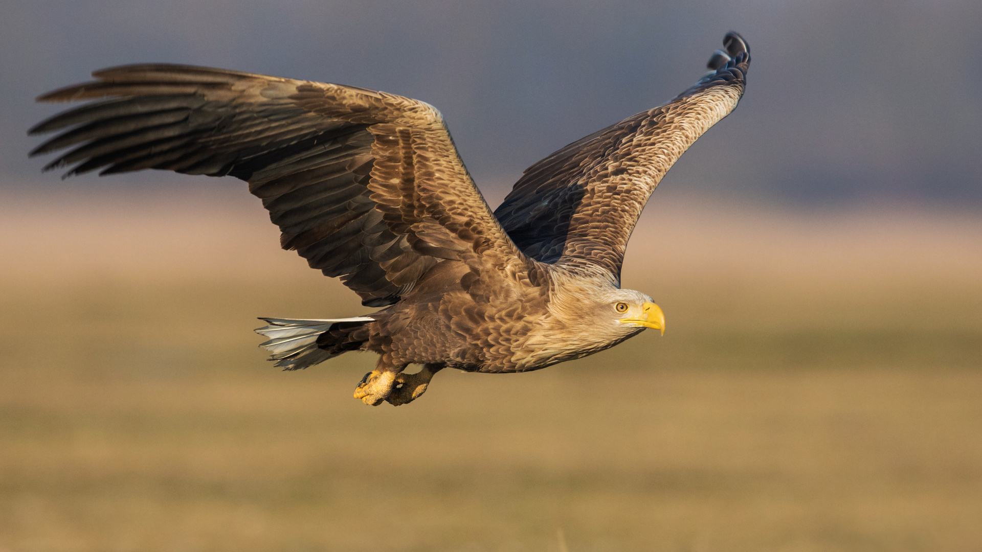 Seeadler im Flug