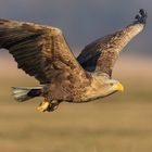 Seeadler im Flug