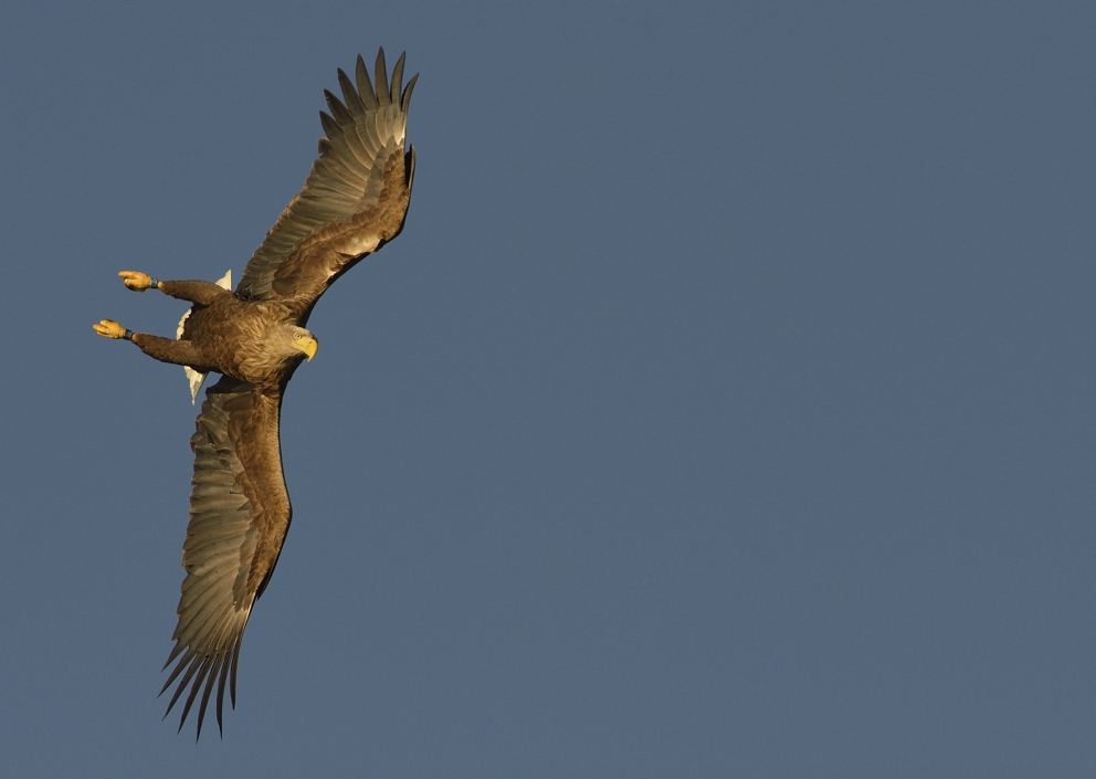 Seeadler im Flug