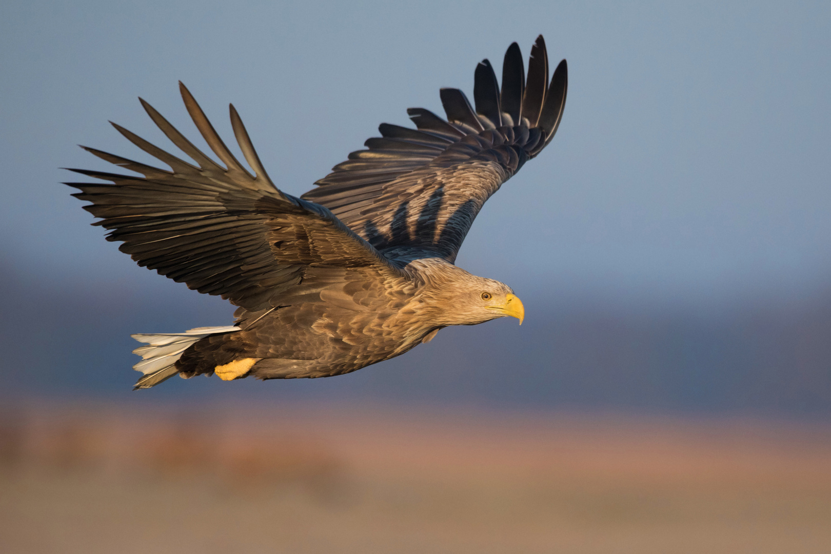 Seeadler im Flug