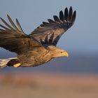 Seeadler im Flug