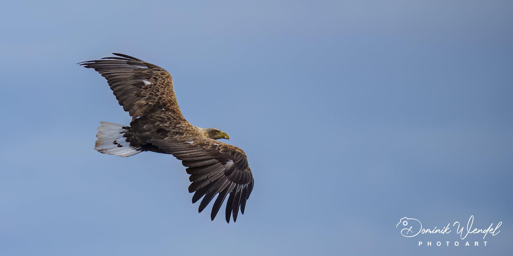 Seeadler im Flug