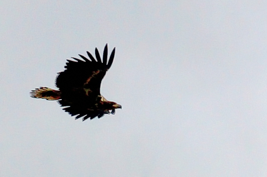 Seeadler im Flug