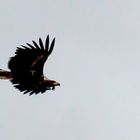 Seeadler im Flug