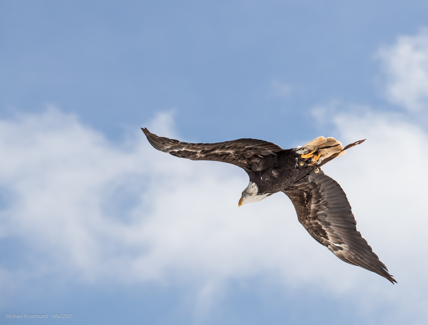 Seeadler im Flug