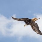 Seeadler im Flug