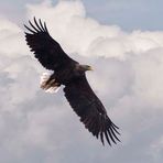 Seeadler im Flug