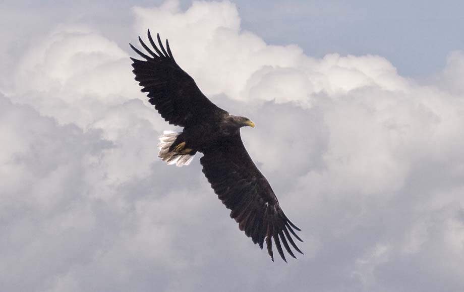 Seeadler im Flug