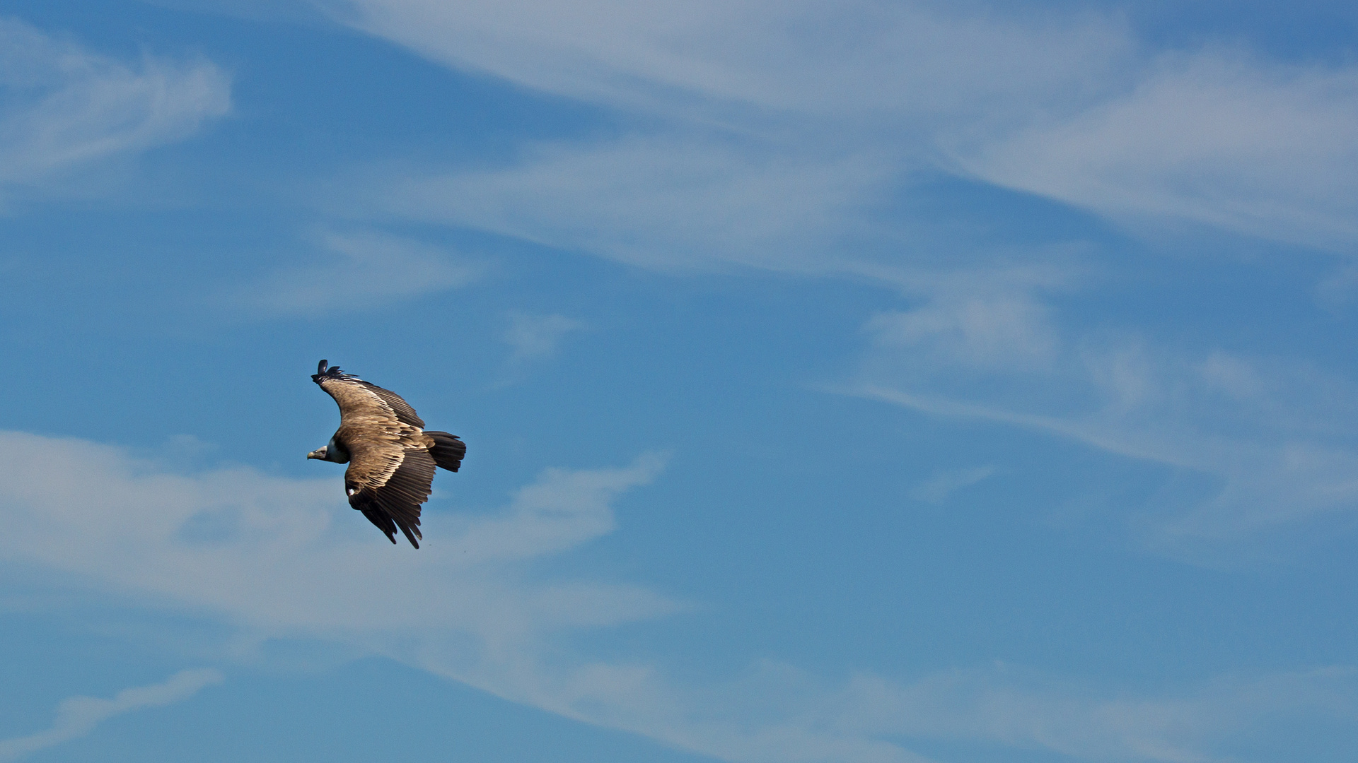 Seeadler im Flug 