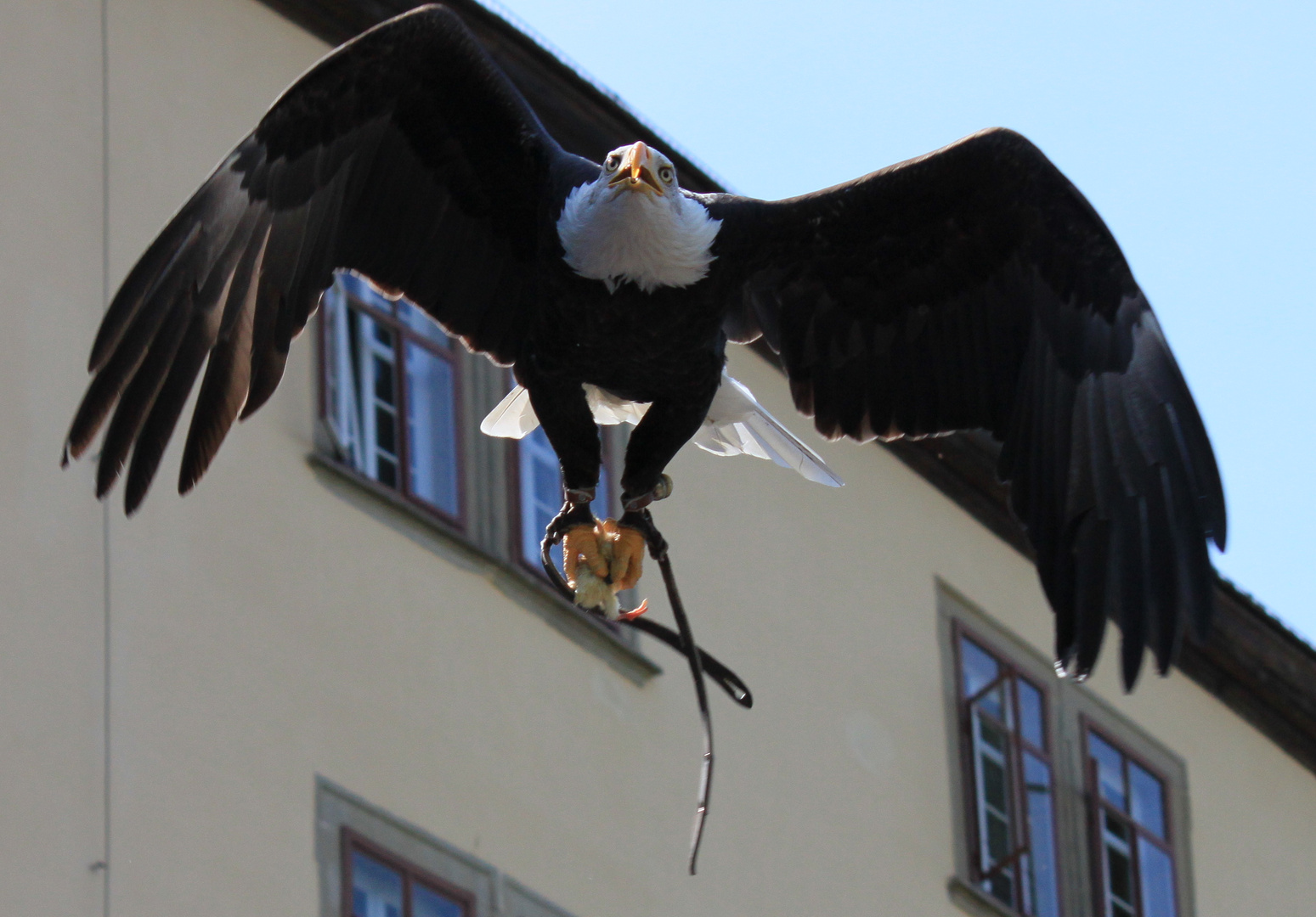 Seeadler im Flug