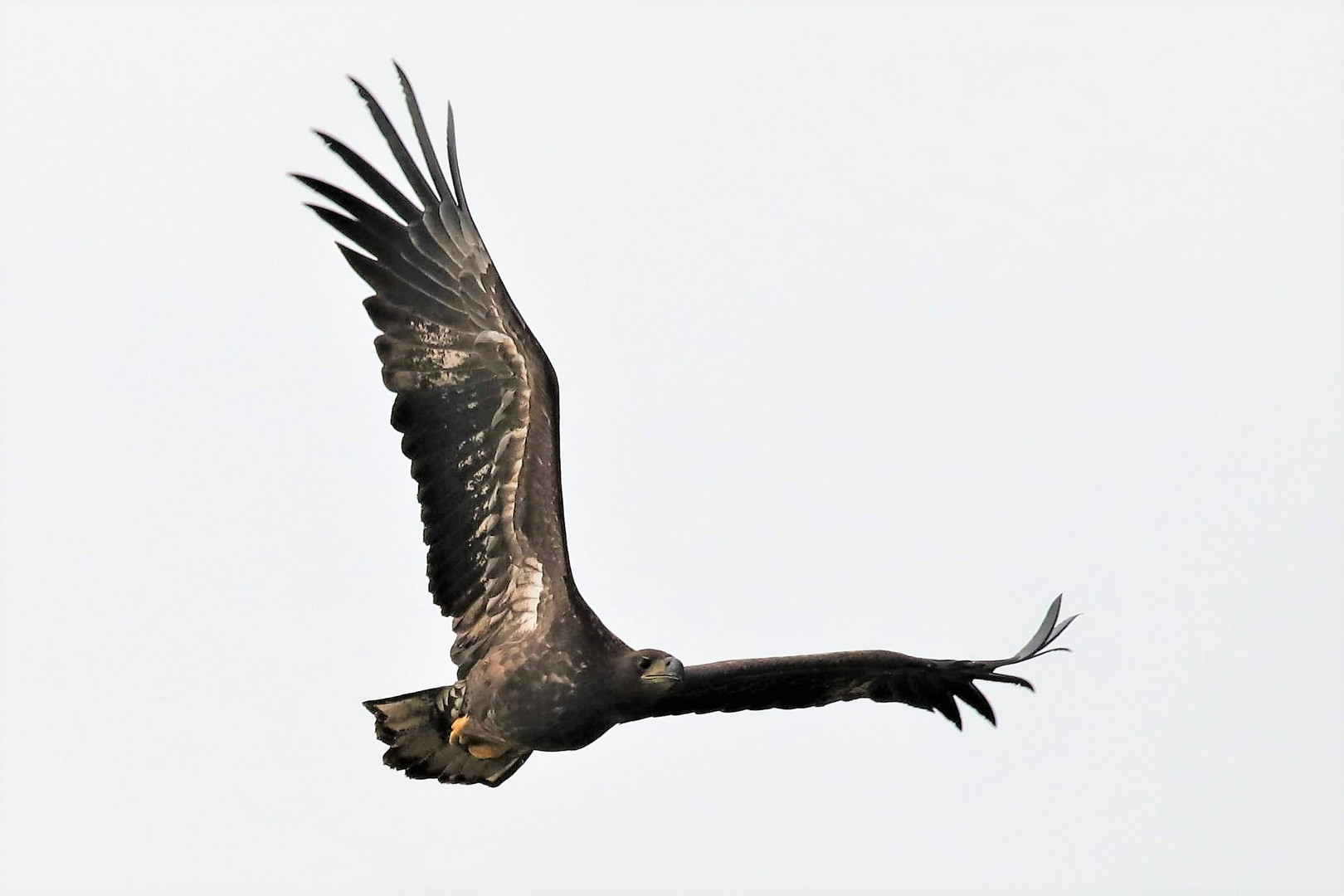 Seeadler im Flug