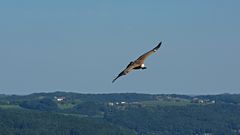 Seeadler im Flug