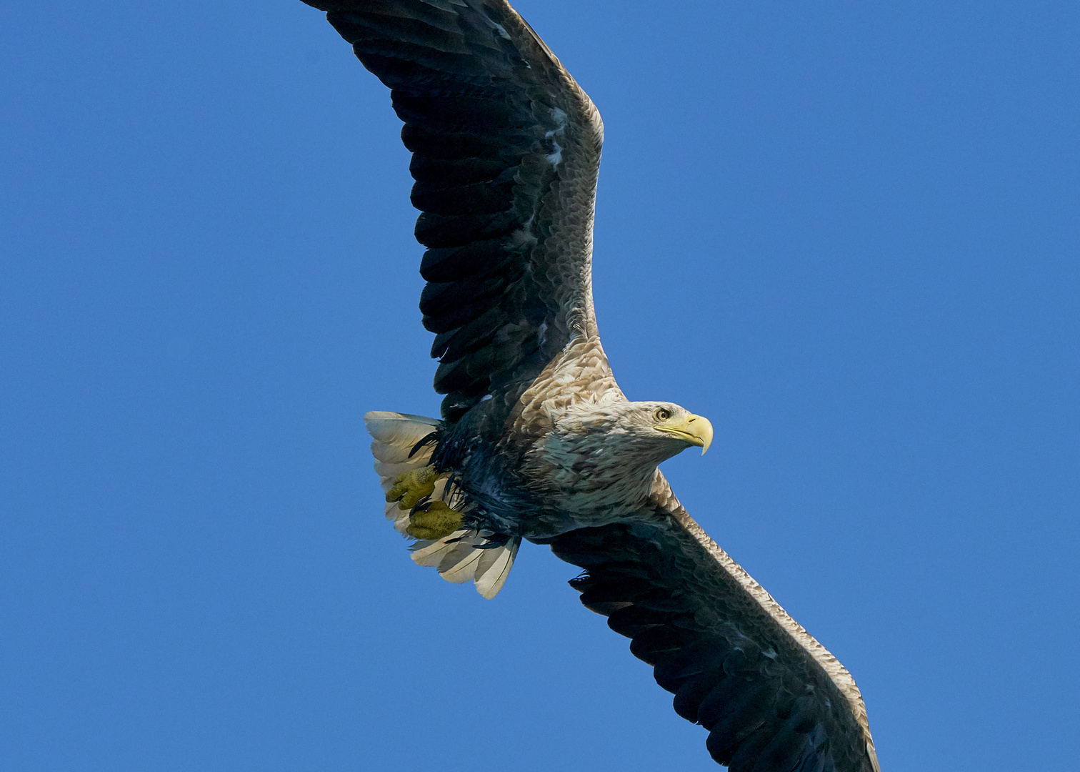 Seeadler im Flug......