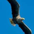 Seeadler im Flug......