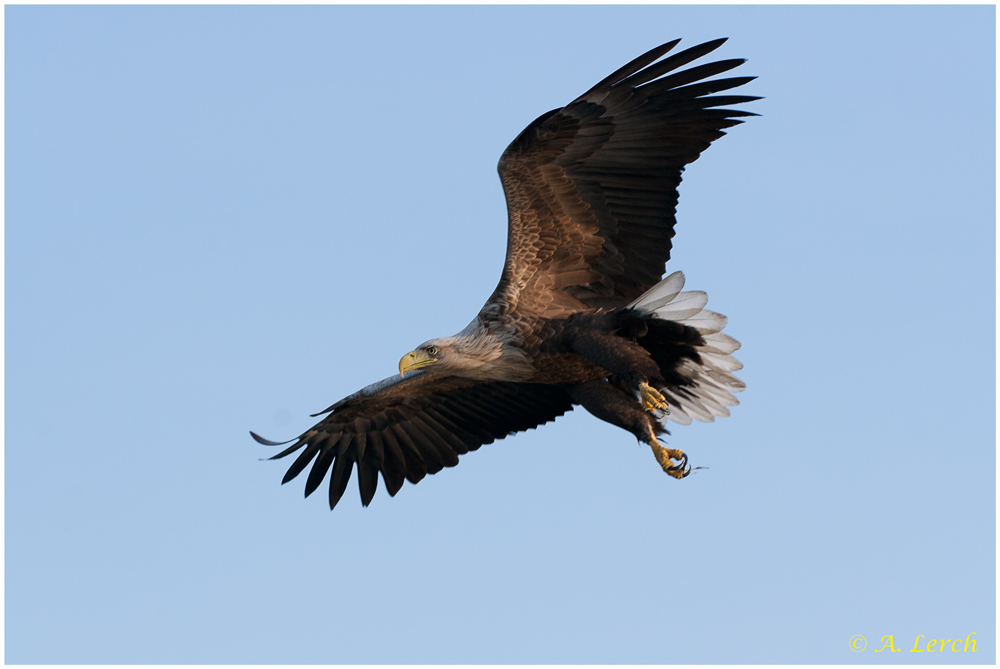 Seeadler im Flug