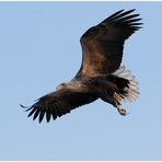 Seeadler im Flug