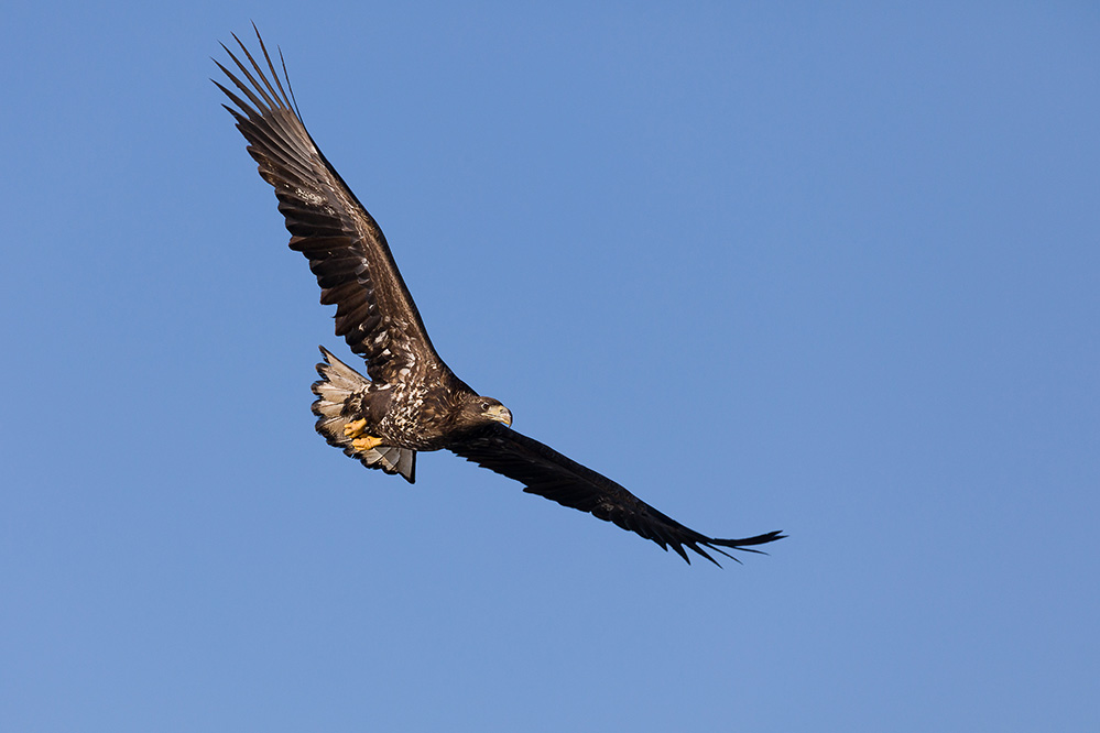 Seeadler im Flug