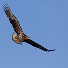 Seeadler im Flug