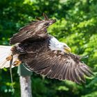 Seeadler im Flug