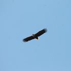 Seeadler im Flug