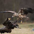 Seeadler im Flug