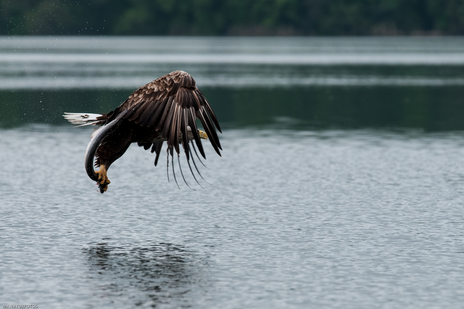 Seeadler im Flug