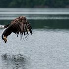 Seeadler im Flug