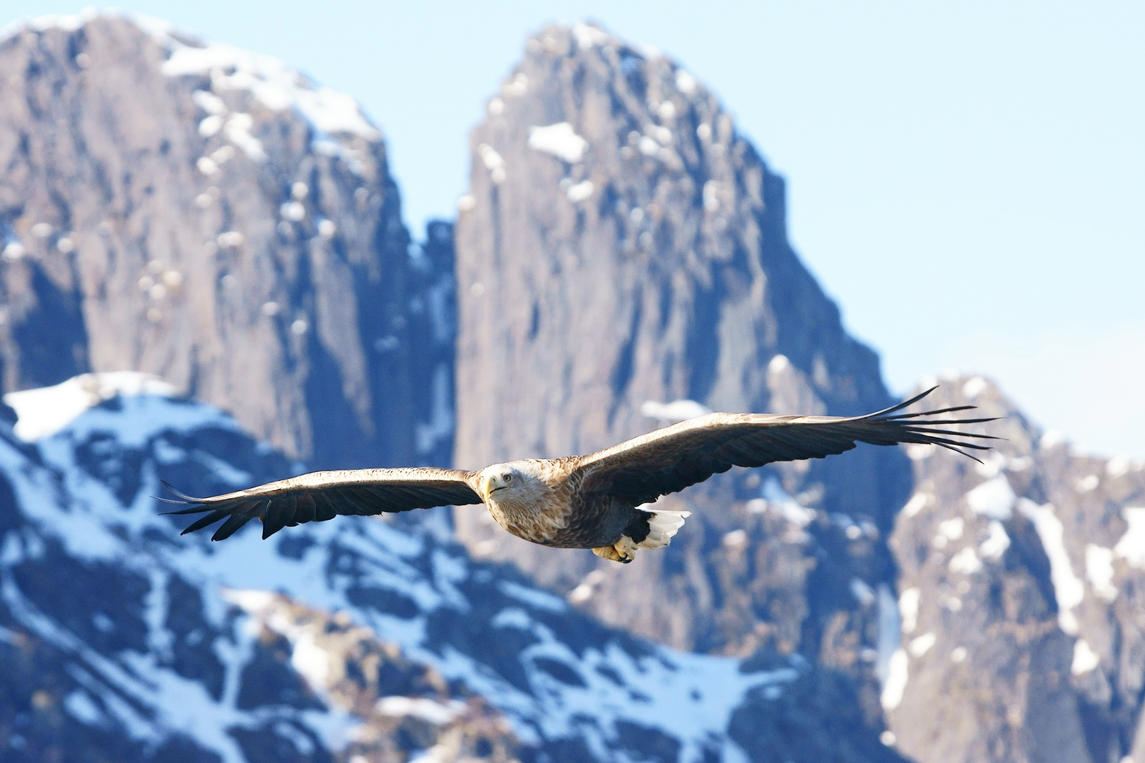 Seeadler im Flug