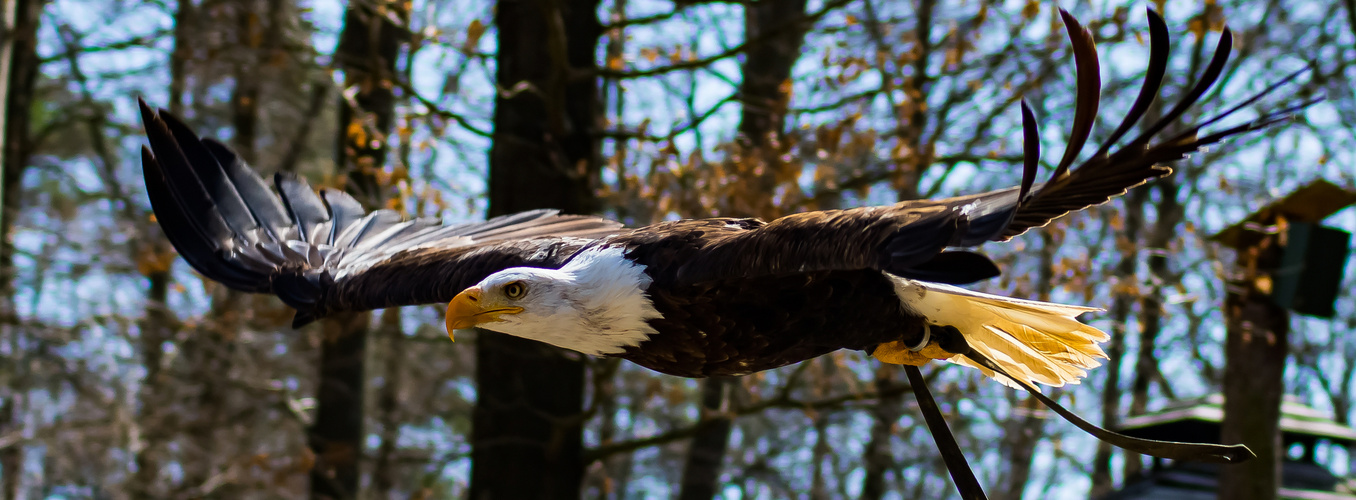 Seeadler im Flug