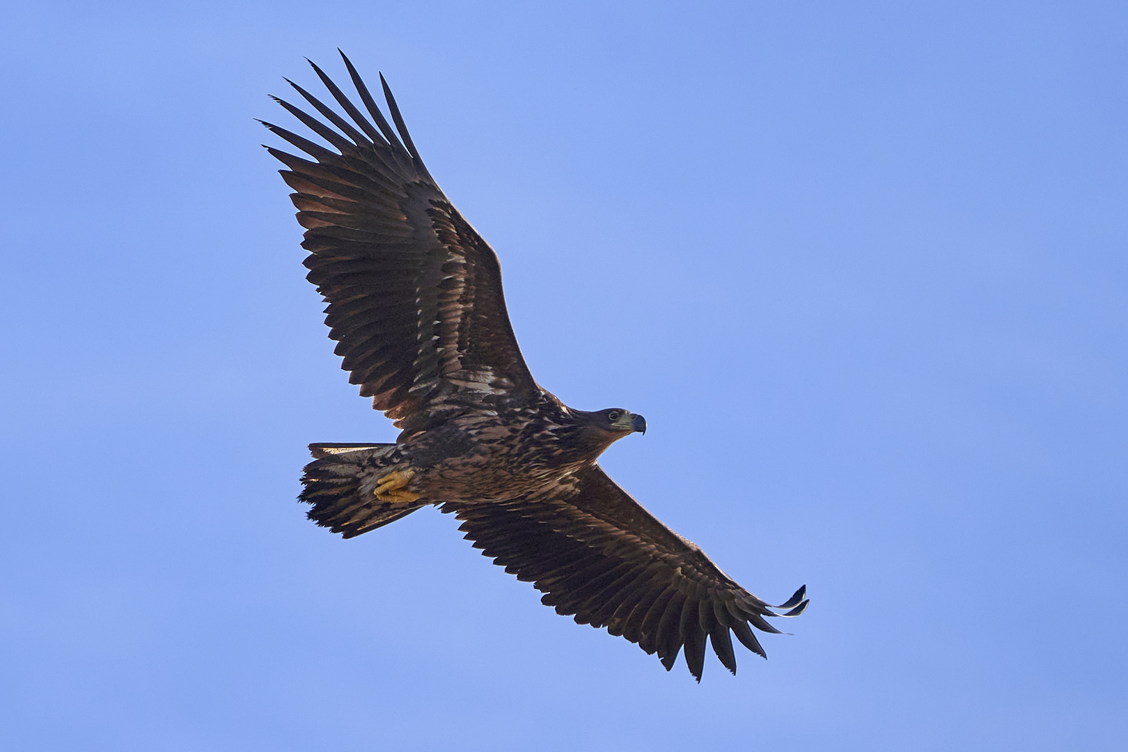 Seeadler im Flug 