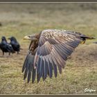 Seeadler im Flug