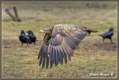 Seeadler im Flug