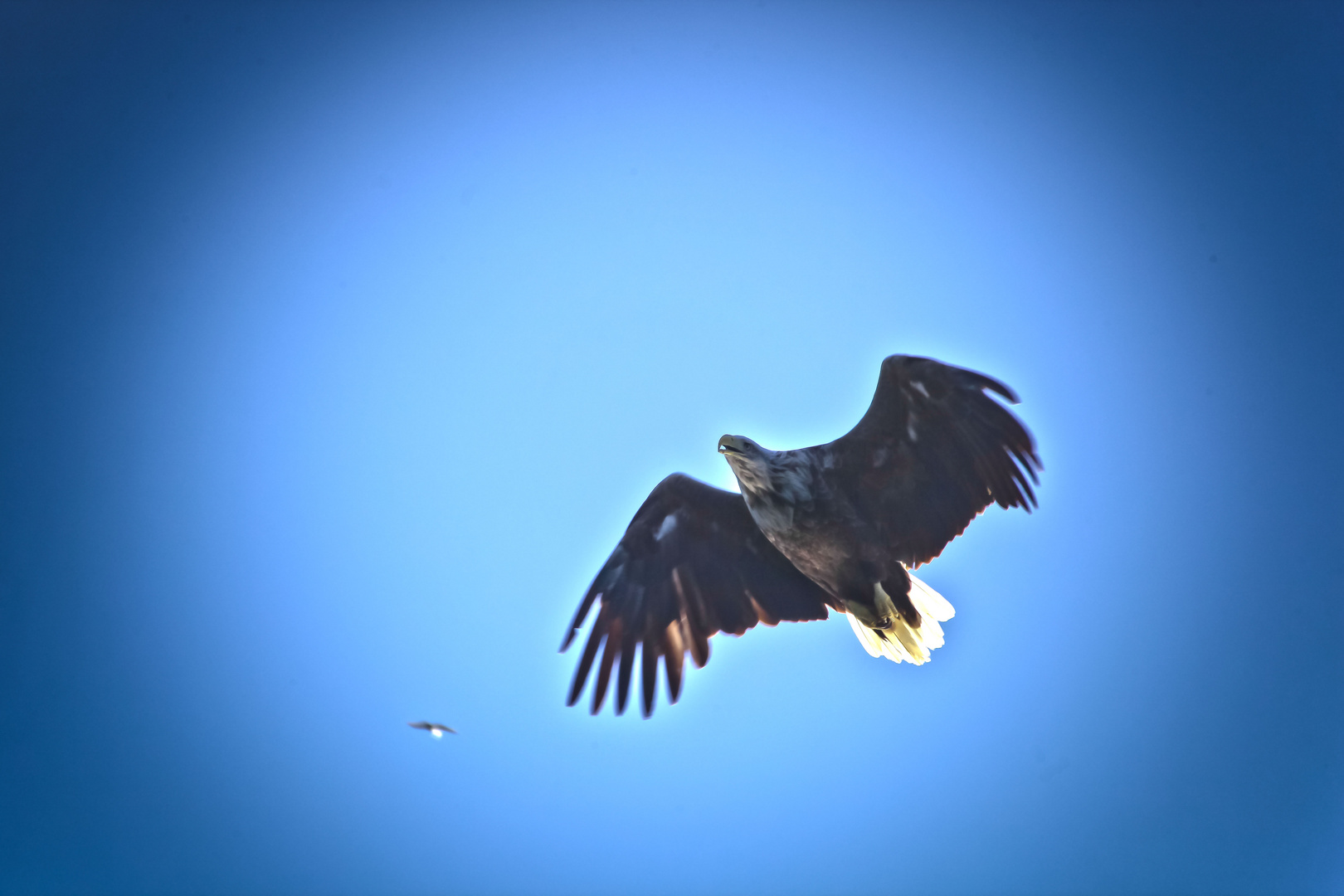 Seeadler im Flug...!