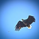 Seeadler im Flug...!